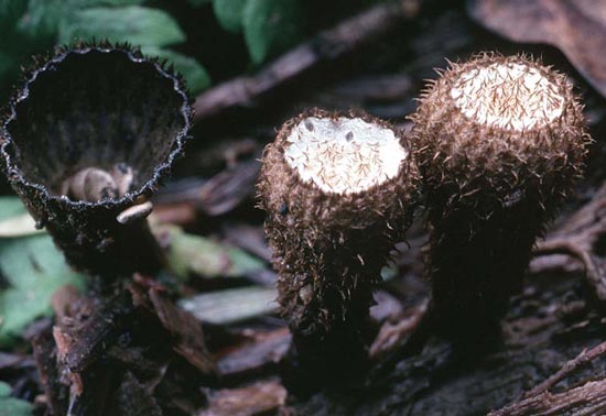 Bird's Nest Fungus:Cyathus striatus - Fungi species | sokos jishebi | სოკოს ჯიშები